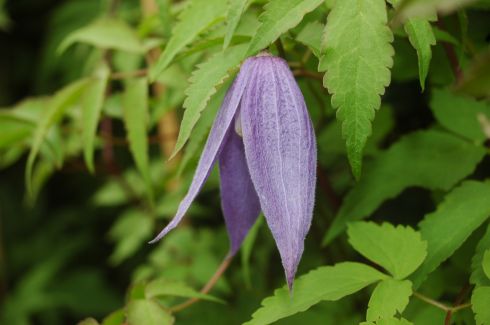 Clematis alpina 'Odorata'